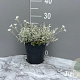 Cerastium tomentosum GM 2,0L