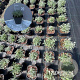 Cerastium tomentosum GM 2,0L