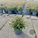 Ceratostigma griffithii 30-40 cm 5,0L