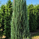 Juniperus s. 'Blue Arrow' 200-225 cm draadkluit extra