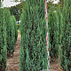 Juniperus s. 'Blue Arrow' 225-250 cm draadkluit extra