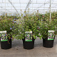 Ceratostigma willmottianum 30-40 cm 3,5L