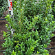 Ligustrum oval. 'Green Diamond' 100-120 cm met kluit