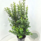 Ligustrum oval. 'Green Diamond' 100-120 cm 15L