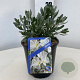 Convolvulus cneorum 20-25 cm 2,0L