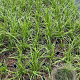 Cortaderia s. 'White Feather' GM 2,0L