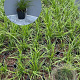 Cortaderia s. 'White Feather' GM 2,0L
