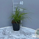 Cortaderia s. 'White Feather' GM 2,0L