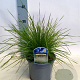 Deschampsia cespitosa GM P9