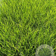 Deschampsia cesp. 'Bronzeschleier' GM 2,0L