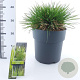 Deschampsia cesp. 'Goldtau' 50-80 cm 12L