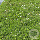 Dianthus delt. 'Albiflorus' GM 2,0L