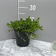 Dianthus delt. 'Albiflorus' GM 2,0L