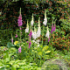 Digitalis purpurea GM P9