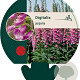 Digitalis purpurea GM P9