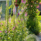 Digitalis purpurea GM P9