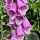 Digitalis purpurea GM P9