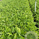Digitalis purp. 'Apricot Beauty' GM 2,0L