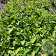 Digitalis purp. 'Gloxiniiflora' GM 2,0L