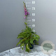 Digitalis purp. 'Gloxiniiflora' GM 2,0L