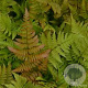 Dryopteris erythrosora 'Compacta' GM 2,0L