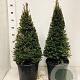 Taxus baccata 60-70 cm 10L kegel