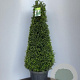 Taxus baccata 80-100 cm 12L kegel