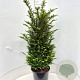 Taxus baccata 100-125 cm 20L