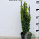 Taxus b. 'David' 60-80 cm 10L