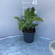 Echinops bannaticus 'Star Frost' GM 2,0L
