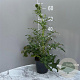 Echinops bannaticus 'Star Frost' GM 2,0L