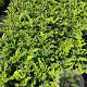 Echinops bannaticus 'Star Frost' GM 2,0L