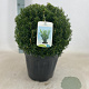 Taxus media 'Farmen' 35 cm 10L bol