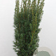 Taxus media 'Hicksii' 120-140 cm met kluit