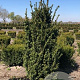 Taxus media 'Hicksii' 120-140 cm met kluit