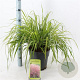 Eragrostis spectabilis 40-60 cm 6,5L