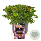 Erigeron gl. 'Sea Breeze' GM 2,0L