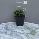 Erigeron gl. 'Sea Breeze' GM 2,0L