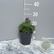 Erigeron gl. 'Sea Breeze' GM 2,0L