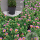 Erigeron gl. 'Sea Breeze' GM 2,0L