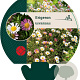 Erigeron karvinskianus GM P9