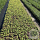 Geranium 'Ann Folkard' GM 2,0L