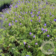 Geranium 'Brookside' GM 2,0L