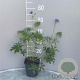 Geranium 'Brookside' GM 2,0L