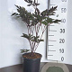 Actaea simp. 'Brunette' GM 2,0L