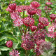 Astrantia maj. 'Claret' GM P9