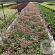 Astrantia maj. 'Roma' GM 2,0L