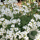 Aubrieta d. 'Alba' GM P9