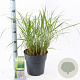 Calamagrostis acut. 'Karl Foerster' 60-80 cm 6,5L