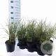 Calamagrostis acut. 'Overdam' 30-40 cm 2,0L